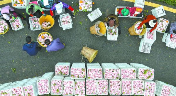 西充县东太乡的晚熟柑橘通过电商平台，远销全国。南充市融媒体中心记者余中华摄